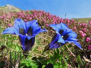 Festa di fiori e marmotte sui sentieri per i Monti Foppa (1895 m) e Avaro (2088 m)–28magg25- FOTOGALLERY